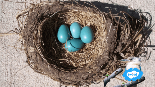 What Are the Stages of Life for a Baby Blue Jay?