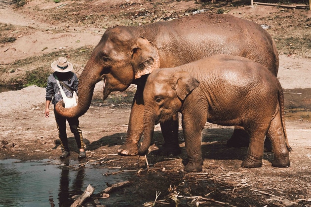 Two Asian elephants and a farmer.