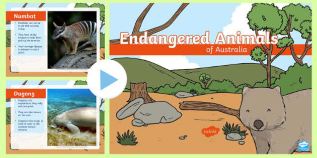 What are Australian animals | Australian Animal Facts | Twinkl Teaching Wiki