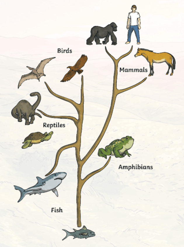 human evolution timeline for kids