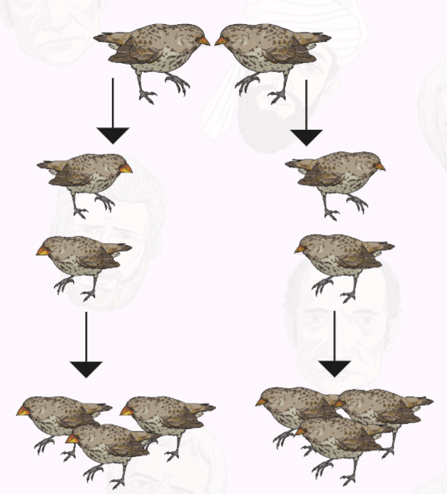 What is Adaptation? Examples and Information about Charles Darwin's Finches