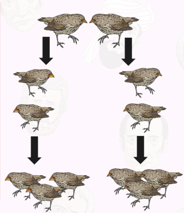 interspecific competition examples in animals