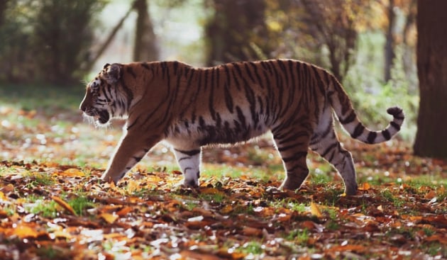 malayan tiger habitat