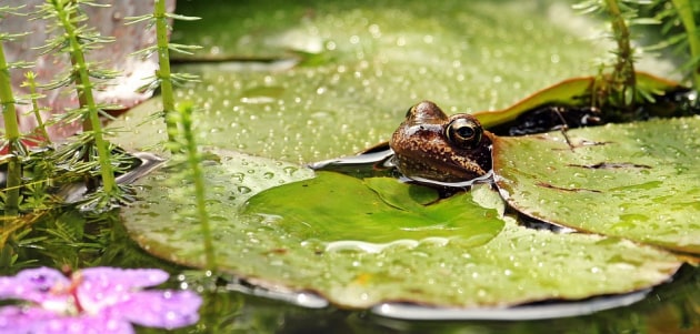 Frog Effective Hot