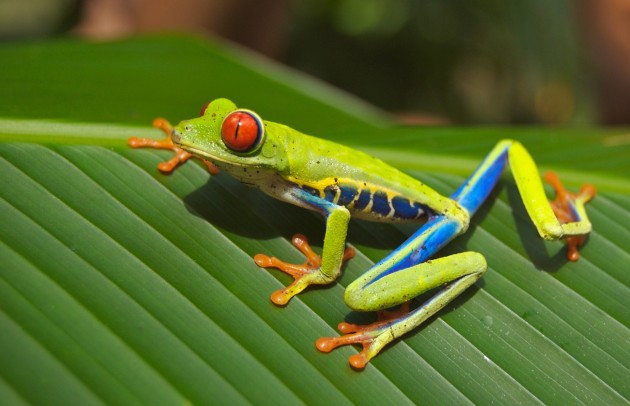 Picture of a small rainforest frog with bright colouration and red eyes on a leaf.