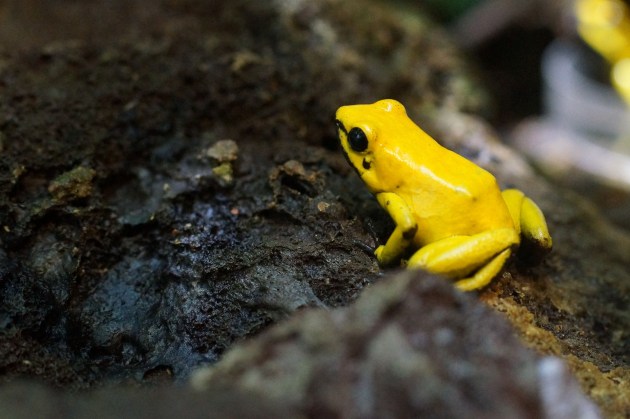 A bright yellow poison dart frog.