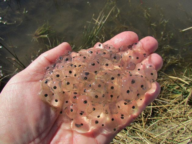 A hand holding frogspawn.