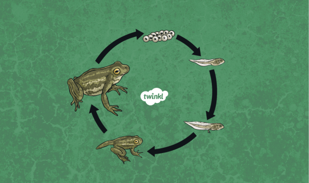 The frog life cycle in a circle diagram: frogspawn, tadpole, tadpole with legs, froglet, adult frog.