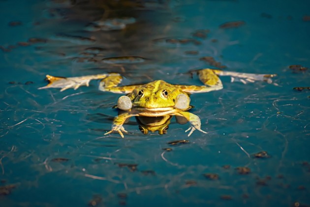 What is a Frog? - Answered - Twinkl Teaching Wiki