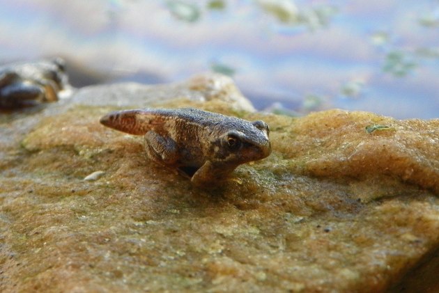 Young froglet