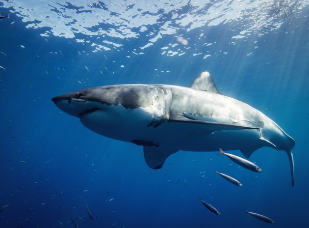 great white shark habitat facts for kids