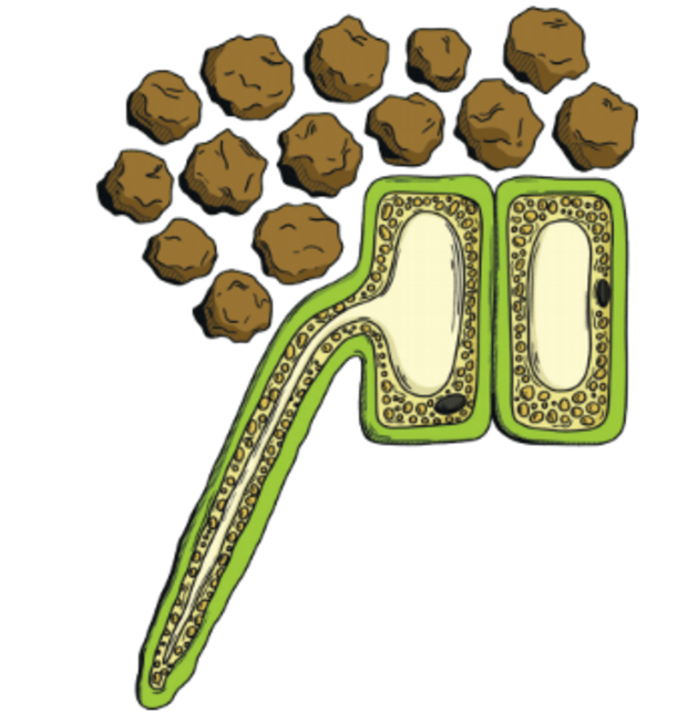 What Is A Plant Cell Answered Twinkl Teaching Wiki