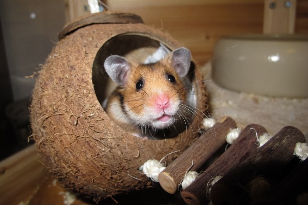 Djungarian Hamster - Facts, Diet, Habitat & Pictures on