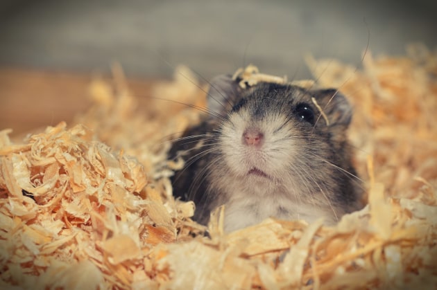 Russian Dwarf Hamsters Make Great Pets - Earth's Friends