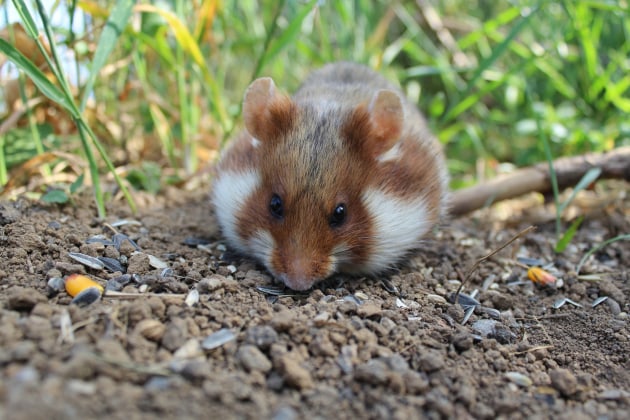 Dwarf hamster 2025 natural habitat