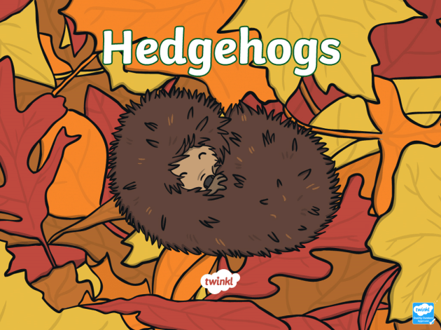 What is a Hedgehog? – Hedgehog Facts for Kids – Twinkl