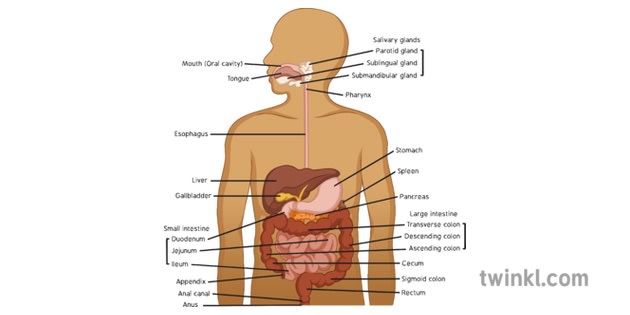 What is the Digestive System? - Answered - Twinkl teaching Wiki
