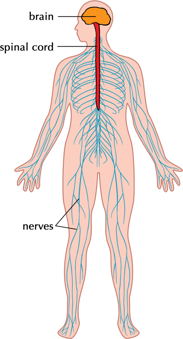 Understanding Structures of the Nervous System - High School Biology