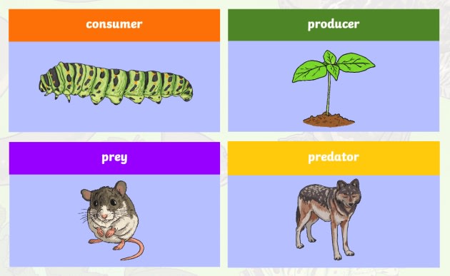 consumer food chain examples