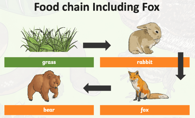 consumer food chain examples