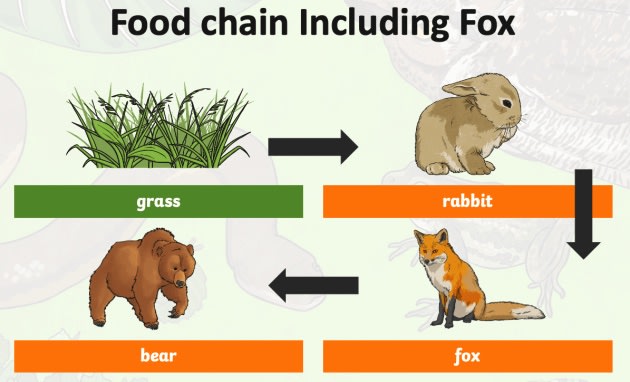 Fox Food Chain To Plant