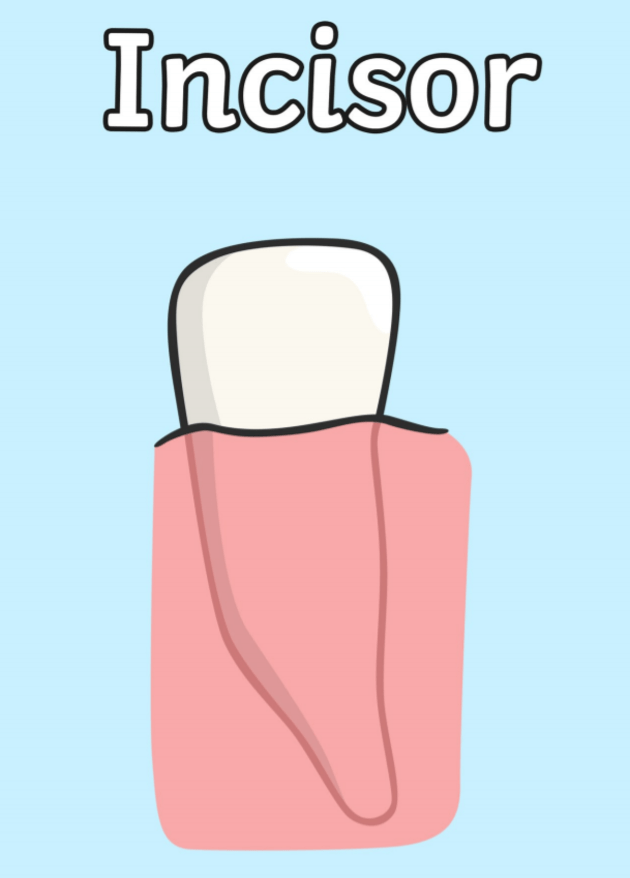 what-are-incisors-answered-twinkl-teaching-wiki