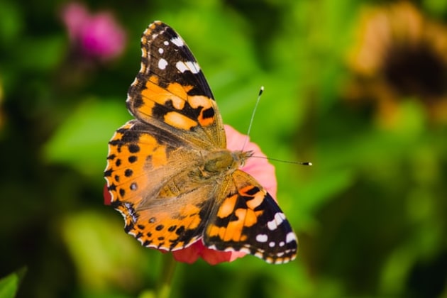 15+ Painted Lady Butterflies