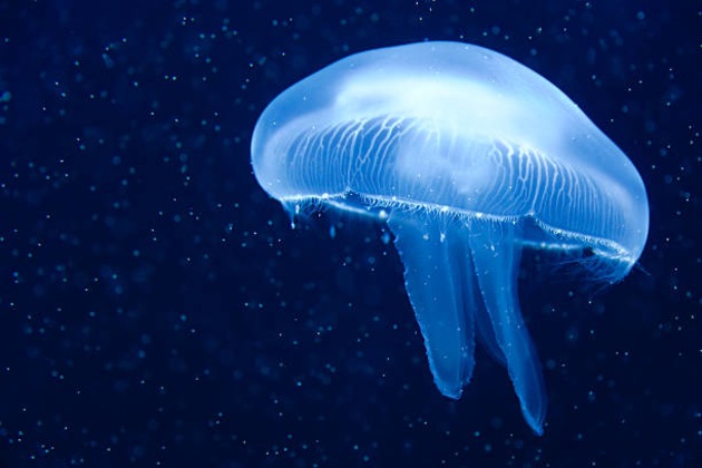 What is a jellyfish?  Twinkl Teaching Wiki - Twinkl