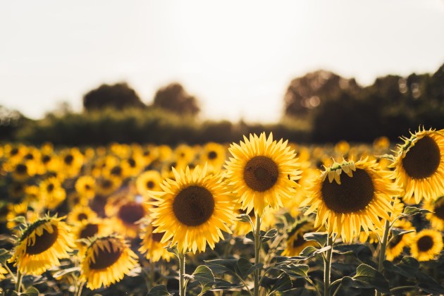 What is the Sunflower Life Cycle? | Answered | Teaching Resources