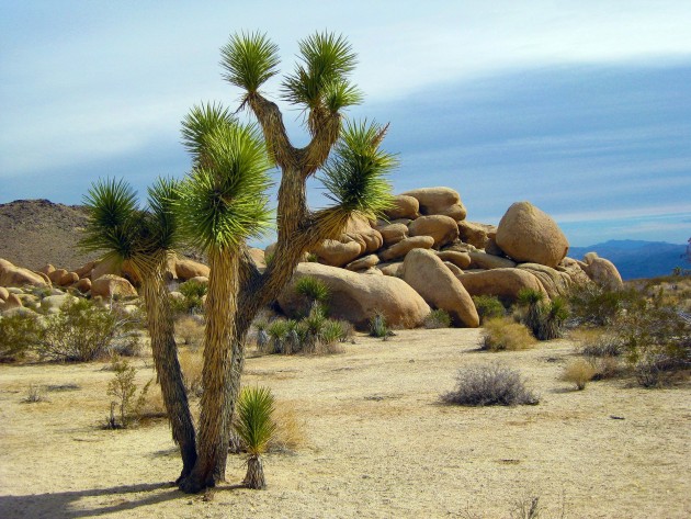 10 Plants That Live In The Desert | Pictures and Names