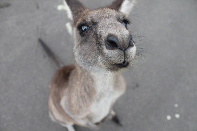 What is a Kangaroo?, Kangaroo Facts for Kids