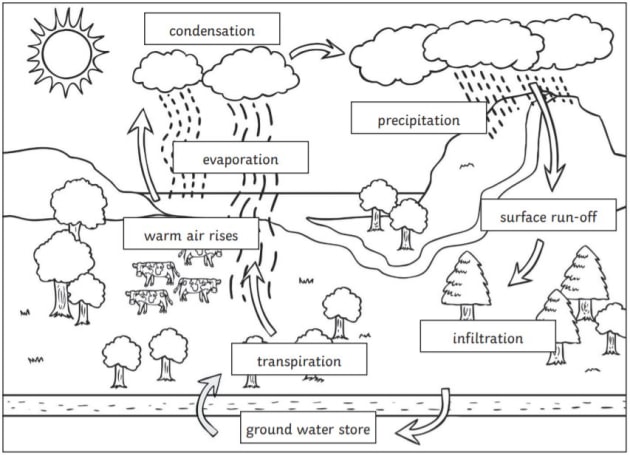 What is the Water Cycle? | Facts for Kids | Twinkl USA