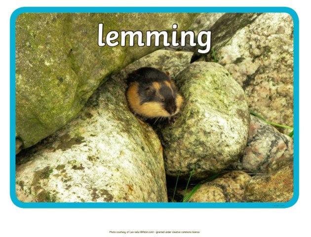 Pronunciation of Lemming  Definition of Lemming 