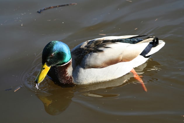 duck swimming feet