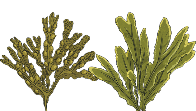 marine biome plant names