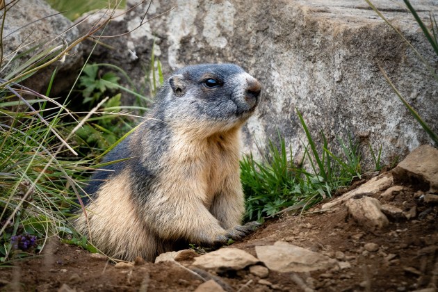 What is a Marmot | Marmot Facts for Kids - Twinkl