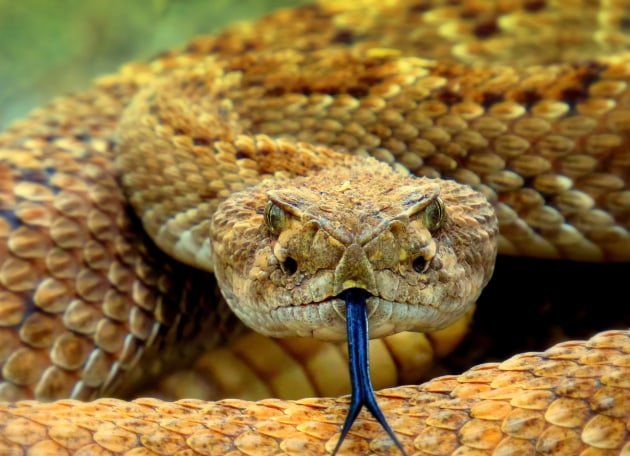Can Snakes Hear or Are They Deaf? Do Snakes Have Ears? - A-Z Animals
