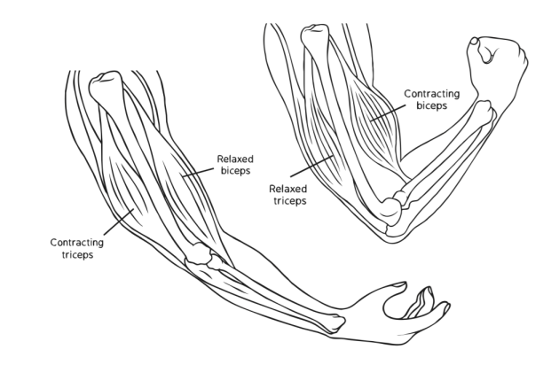 Contracting and Relaxing of Arms Biceps and Triceps Muscles