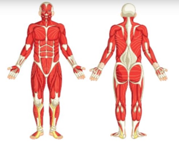 What Are The Major Muscles Of The Human Body Answered Twinkl Teaching
