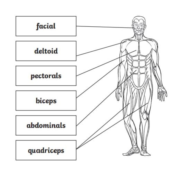 What Are The Major Muscles Of The Human Body Answered Twinkl Teaching