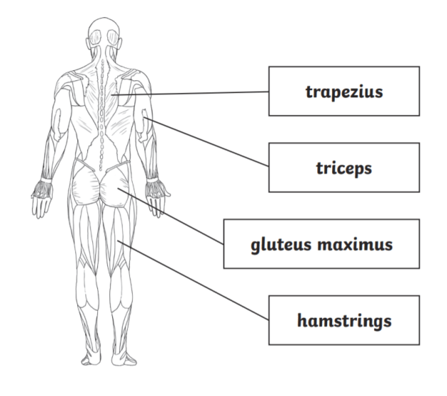 purpose of muscular system