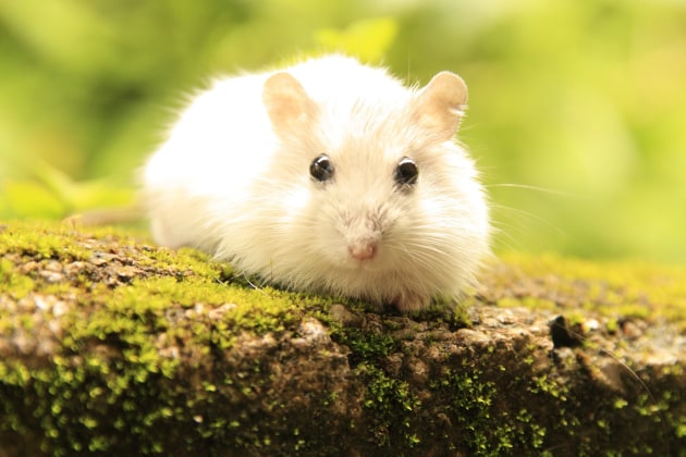 levering aan huis Naar de waarheid chrysant Hamster Natural Habitat | In the Wild | Facts and Photos