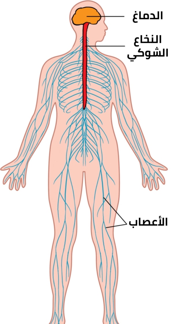 العصبي بين التواصل عن هو الجهاز أجزاء الجسم المسئول الجهاز العصبي