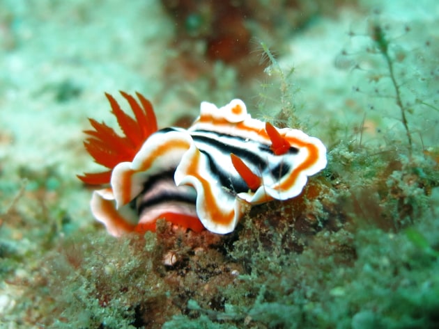 Types of Underwater Animals | Twinkl Teaching Wiki - Twinkl