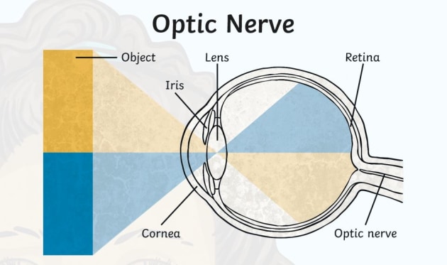 parts of the eye for grade 2