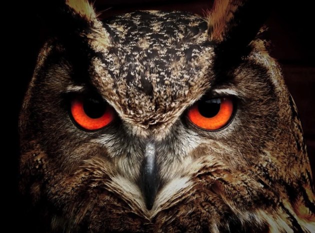 owl-eyes_ver_1.jpg