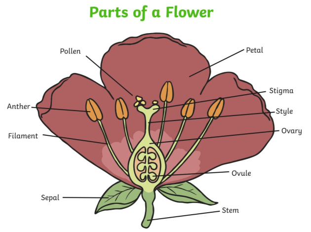 Parts of a flower diagram.