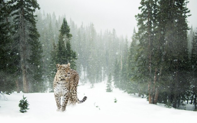 amur leopard habitat forest