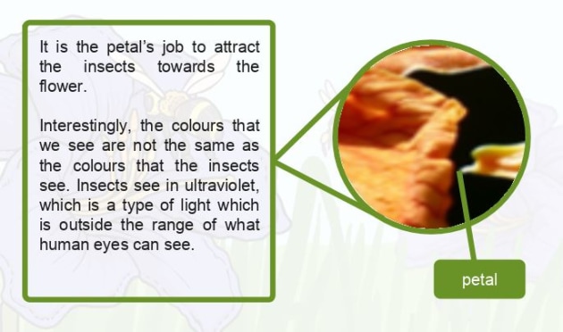 What is Pollination Answered Twinkl Teaching Wiki