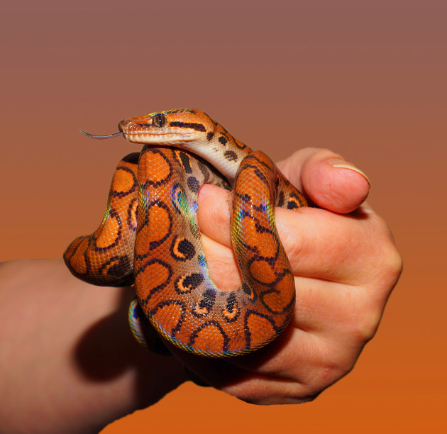 Do snakes have ears? - Can snakes taste, smell, and hear?